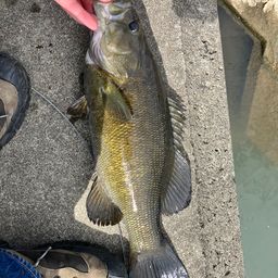 ラージマウスバス