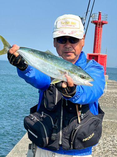 ヤズの釣果