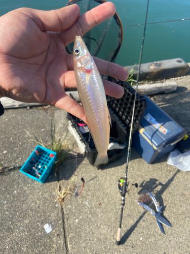 シロギスの釣果