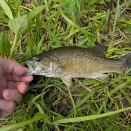 スモールマウスバス