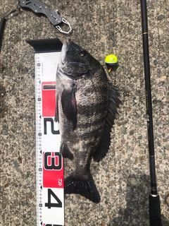 チヌの釣果