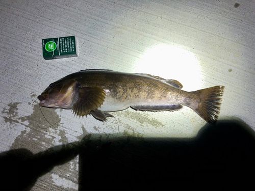アブラコの釣果