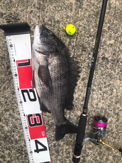 チヌの釣果