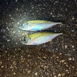 アジ