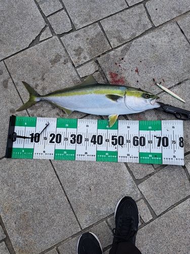 メジロの釣果