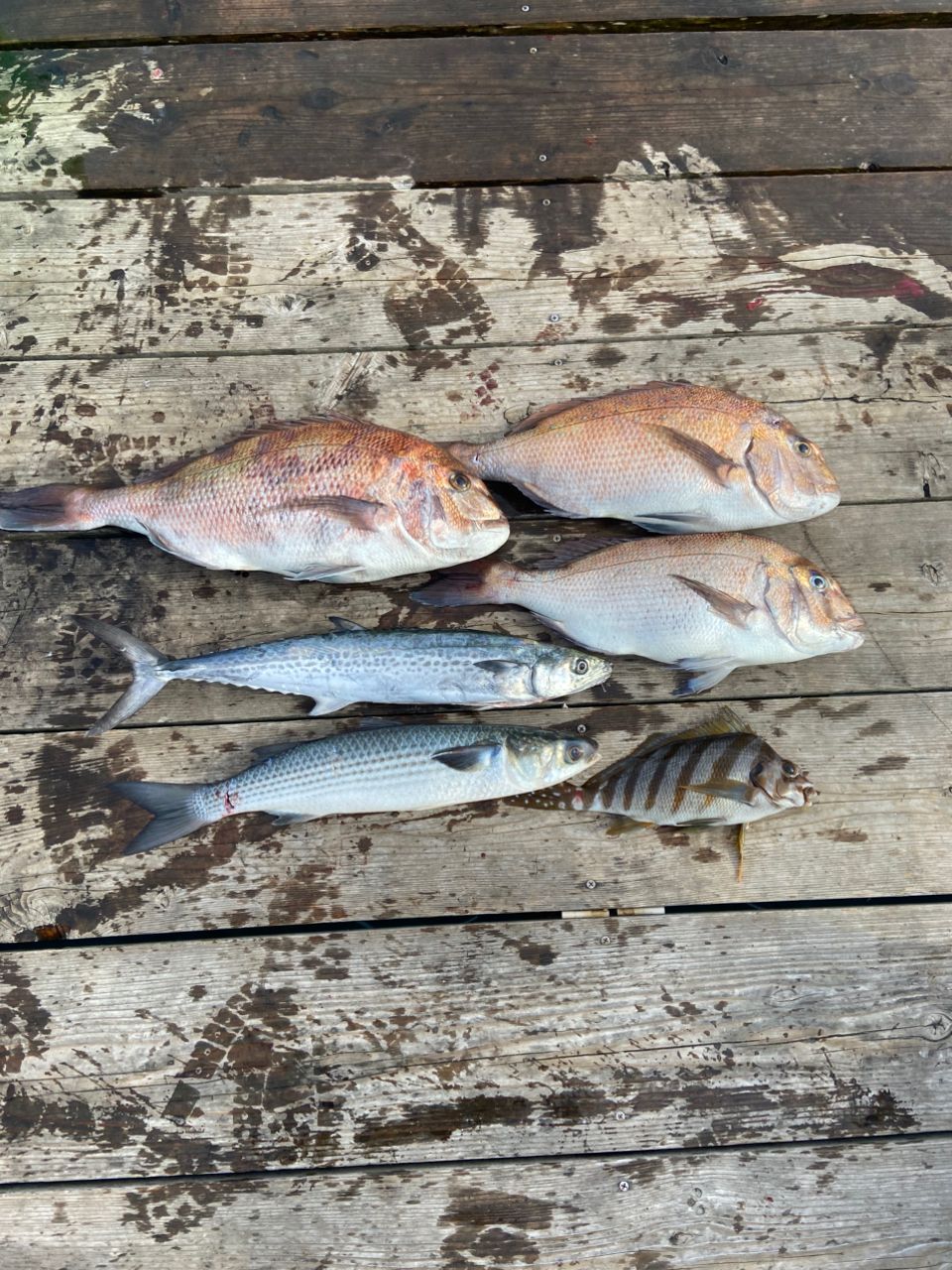 どくちわさんの釣果 1枚目の画像