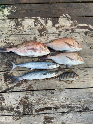 マダイの釣果