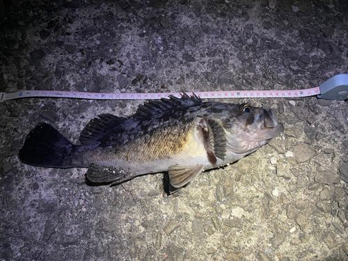 クロソイの釣果