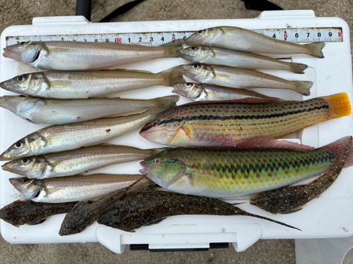 キスの釣果