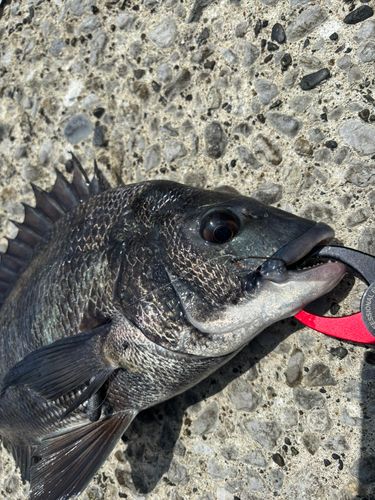 クロダイの釣果