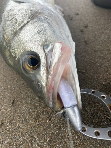 スズキの釣果
