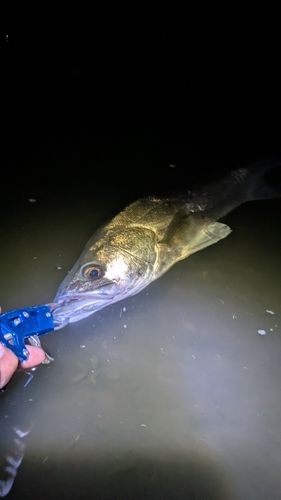 マルスズキの釣果