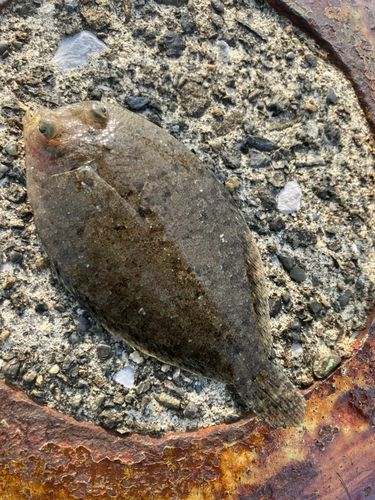 ウシノシタの釣果