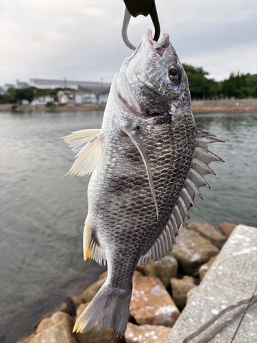 キビレの釣果