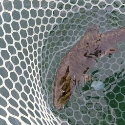 スモールマウスバス