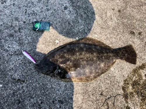 ヒラメの釣果