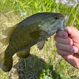 スモールマウスバス