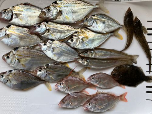 キビレヒイラギの釣果