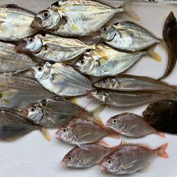 キビレヒイラギ