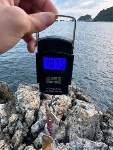 アオリイカの釣果