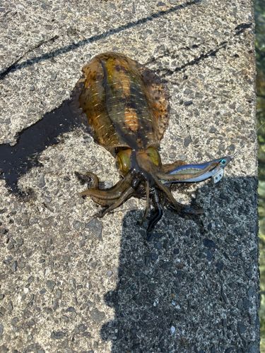 アオリイカの釣果
