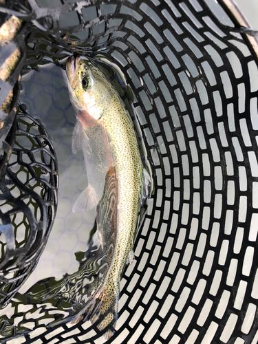 ニジマスの釣果