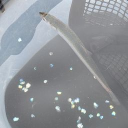 カタクチイワシ