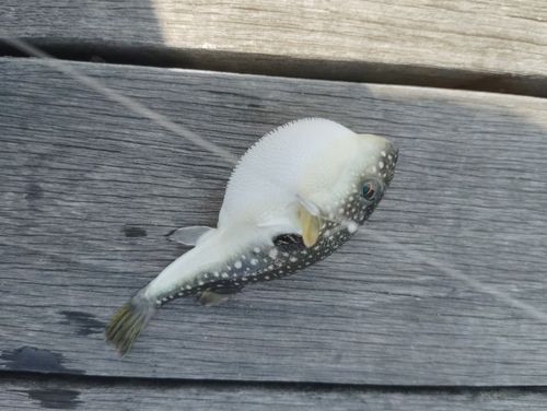 クサフグの釣果
