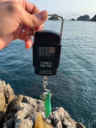 アオリイカの釣果