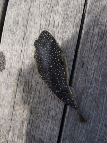 クサフグの釣果