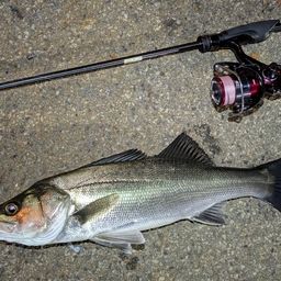 セイゴ（マルスズキ）