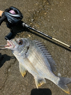 キビレの釣果