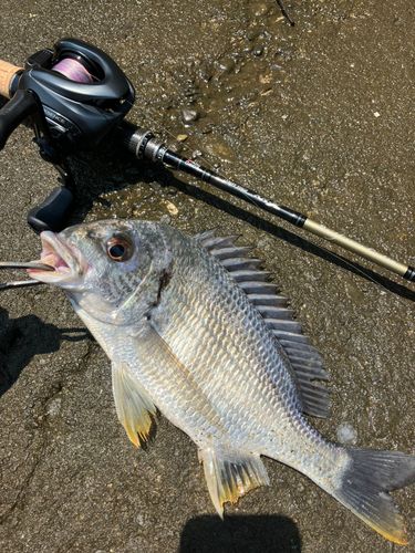 キビレの釣果