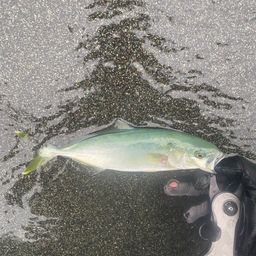 ワカシ
