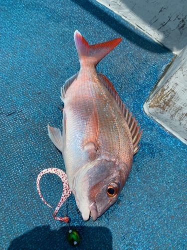 マダイの釣果