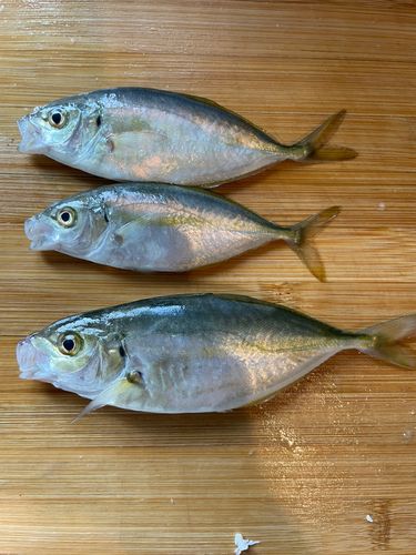 シマアジの釣果