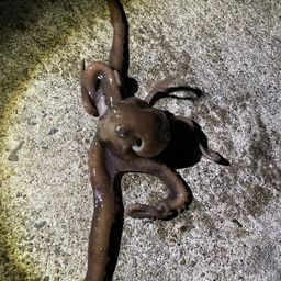 タコ