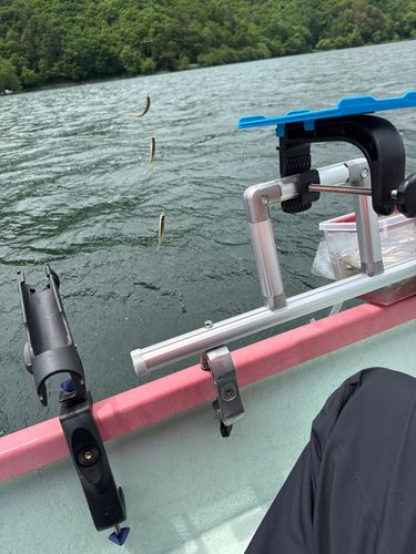 ワカサギの釣果