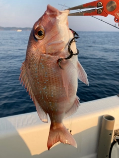 タイの釣果