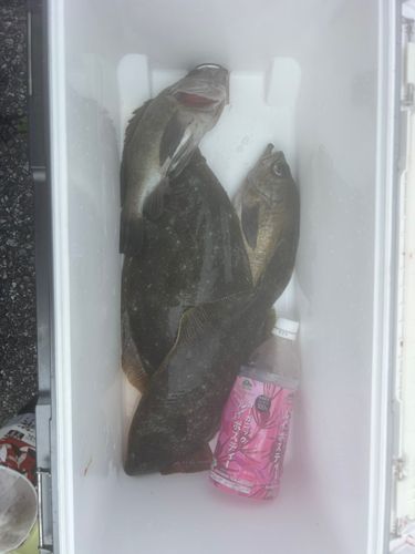 ヒラメの釣果