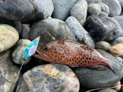オオモンハタの釣果