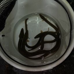 ウナギ