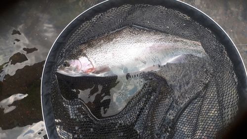 ニジマスの釣果