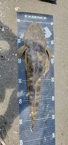 マゴチの釣果