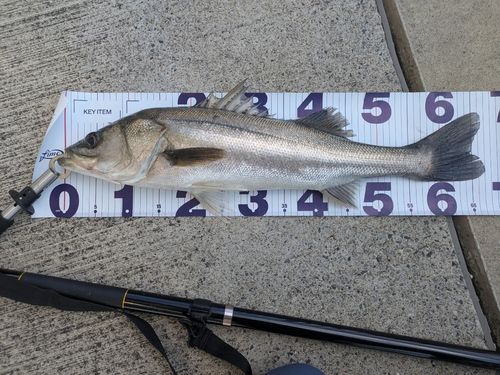 マルスズキの釣果