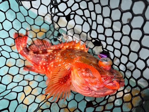 ウッカリカサゴの釣果