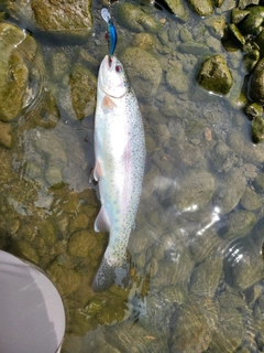 ニジマスの釣果