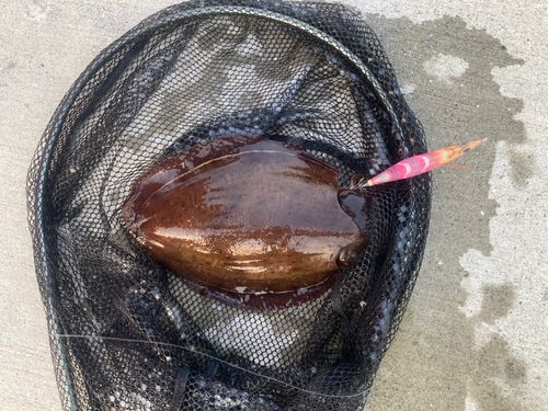 モンゴウイカの釣果