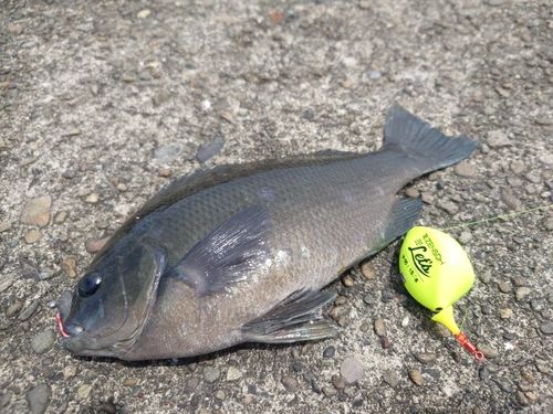 クチブトグレの釣果