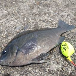 クチブトグレ